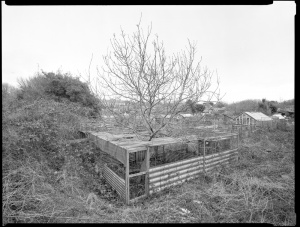 Untitled - The Allotments